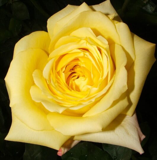 Close-up of a vibrant yellow Rose 'Mabella' 3ft Standard with multiple layers of petals, viewed from above against a dark background.