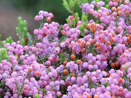 Close-up of pink Erica melanthera 'Improved' 7" Pot flowers with green foliage.