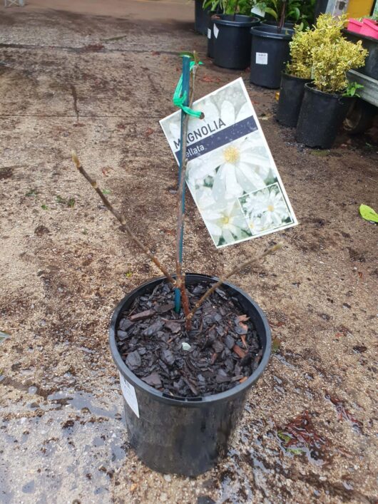 A young Magnolia stellata 'Star Magnolia' 6" Pot tree, with a label, placed on wet ground, surrounded by other potted plants.