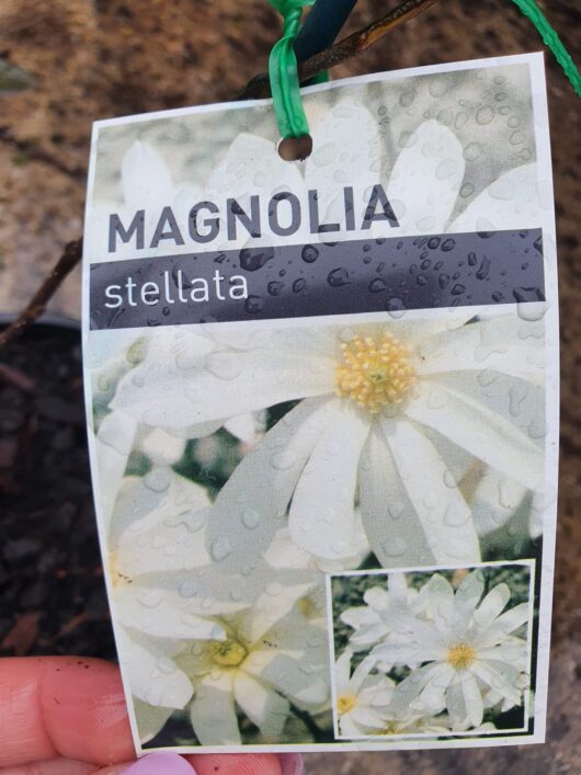 Plant identification tag for Magnolia stellata 'Star Magnolia' 6" Pot with images of white flowers, held by a hand, showing water droplets on tag.