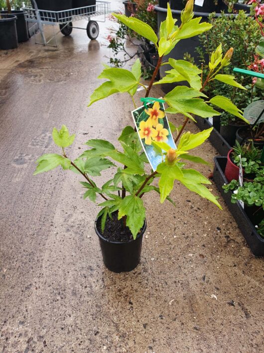 A Hibiscus 'Cuban Variety' 6" Pot plant with bright green leaves and a yellow bloom depicted on its label, standing on wet pavement in a garden center.