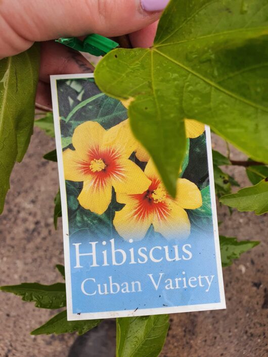 A hand holds a label showing "Hibiscus 'Cuban Variety' 6" Pot" with an image of yellow hibiscus flowers in a 6" pot, partially obscured by a real leaf.