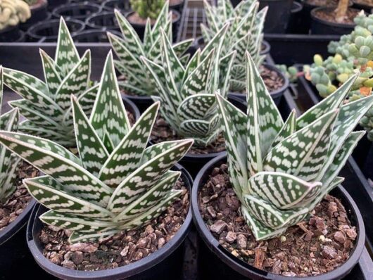 Several pots of Aloe 'Tiger Aloe' 6" Pot, featuring pointed green leaves with white stripes, displayed in a nursery setting.