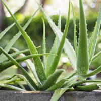 Aloe Vera 8" Pot