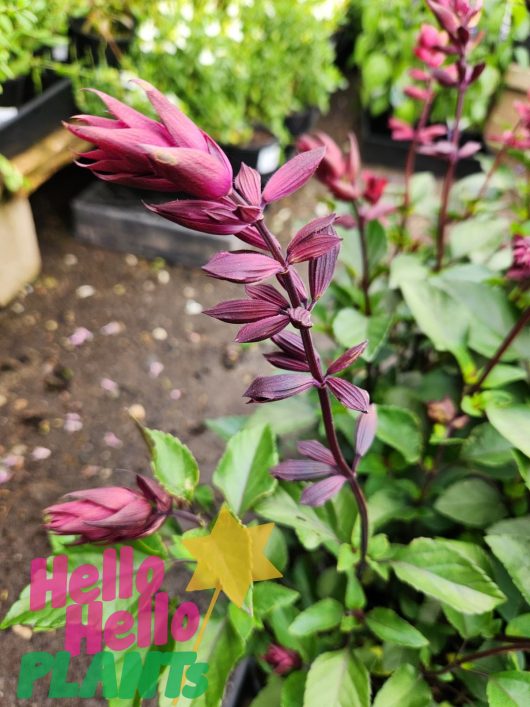 beautiful rick burgundy aquilegia flower