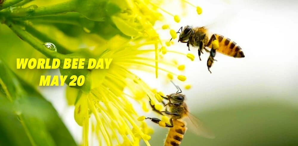A bee flying near a flower with text overlay "Bee Day May 20" on a bright, blurred green background.