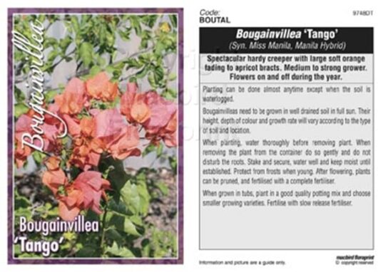 Image of a Bougainvillea 'Tango' 8" Pot label showing pink and orange flowers, with care instructions and botanical details on the right side.