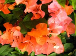 Close-up of vibrant orange Bougainvillea 'Tango' 8" Pot flowers surrounded by lush green leaves.