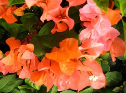 Close-up of vibrant orange Bougainvillea 'Tango' 8" Pot flowers surrounded by lush green leaves.