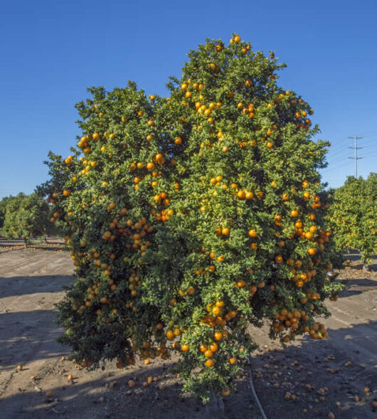 A Citrus 'Chinotto' Orange Tree 13" Pot lush with ripe fruit, standing in a neatly kept orchard under a clear blue sky.