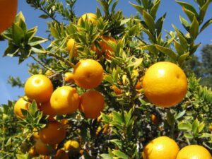 Citrus 'Chinotto' orange trees hanging on a sunlit tree with vibrant green leaves under a clear blue sky.