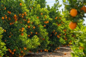 Citrus Orange Tree 'Seedless' 10'' Pot