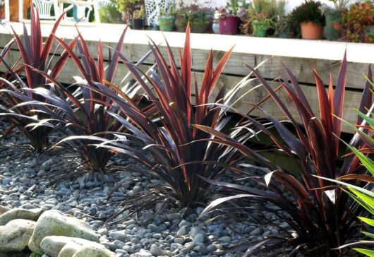 A well-manicured garden with dark purple Cordyline 'Renegade' 8'' Pot plants surrounded by smooth grey pebbles and a raised wooden garden bed in the background.