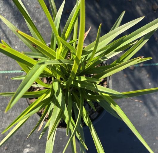 Top view of a green, spiky-leafed Dianella 'Little Jess™' Flax Lily 6" Pot in a black pot, set on a dark surface with sunlight casting shadows.
