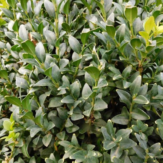 Dense, lush green Buxus 'English Box' shrub foliage, showing a close-up of leaves with varying shades of green.