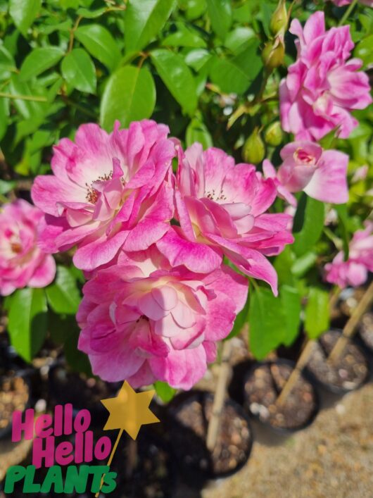 Rose 'Brilliant Pink Iceberg'