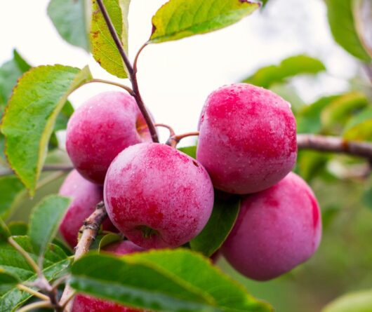Malus 'Jonathan' Apple