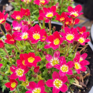 Hello Hello Plants Saxifraga x arendsii ‘Red or Scarlet’ flowers
