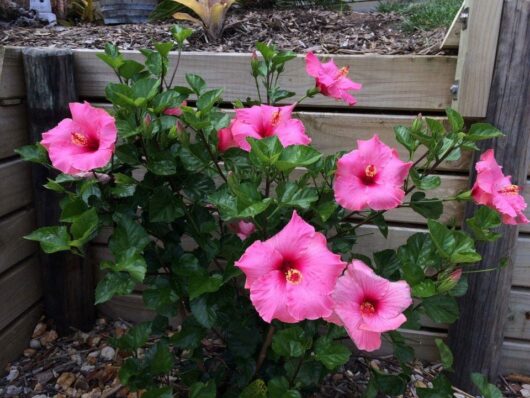 Vibrant pink Hibiscus 'Agnes Gault' 6" Pot flowers blooming on a green shrub next to a wooden fence, surrounded by mulch and plants.