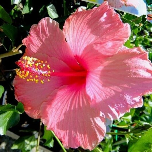 A close-up of a vibrant pink Hibiscus 'Agnes Gault' 6" Pot flower with a prominent red center and yellow stamen, set against a backdrop of green leaves.