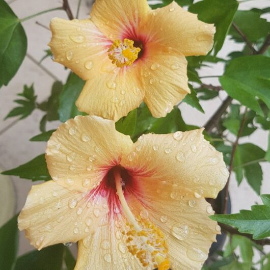 Yellow Hibiscus 'Cuban Variety' 6" Pot flowers with red centers and dewdrops on petals, surrounded by green leaves.