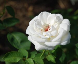 A close-up image of a single white rose with reddish-pink speckles at the center, surrounded by green leaves in soft-focus background from Rose 'Mount Shasta' Bush Form.