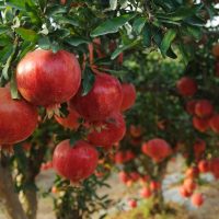 Punica 'Wonderful' Pomegranate 13" Pot