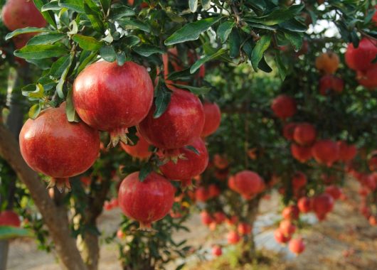 Punica 'Wonderful' Pomegranate 16" Pot