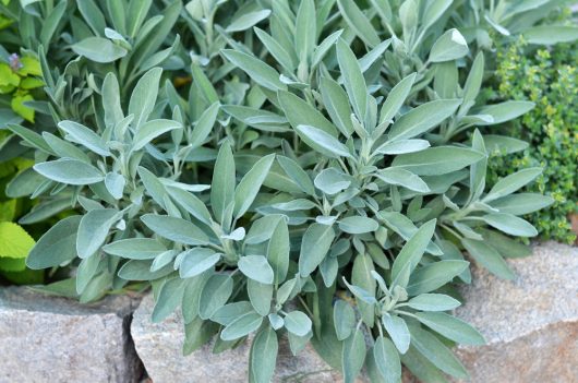 Salvia 'Common Sage' 6" Pot