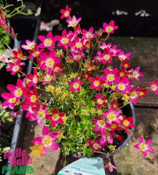Saxifraga 'Red/Scarlet' 6" Pot