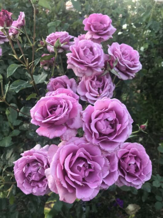Rose 'Shocking Blue' Bush Form
