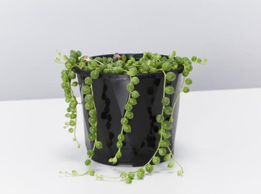 A black Senecio 'String of Pearls' 6" Pot, with its round, bead-like leaves cascading over the pot's edges, against a plain white background.