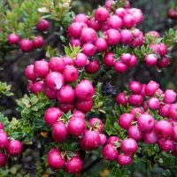 Ugni 'Chilean Guava' 6" Pot