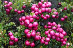 Ugni 'Chilean Guava' 2L Pot