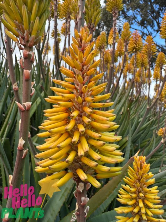 Aloe 'Bush Baby Yellow™' 7" Pot