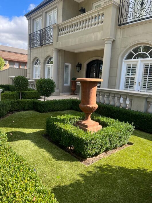 Buxus 'English Box' 3" Pot