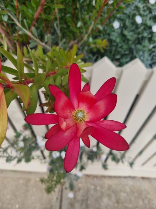 Leucadendron 'Safari Sunset' 6" Pot