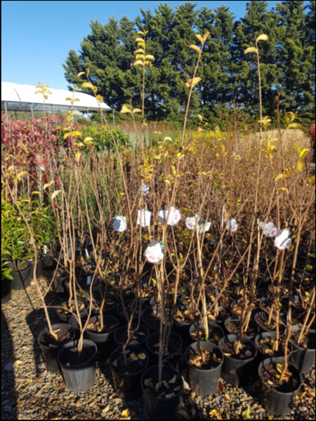 Lagerstroemia 'Albury White' Crepe Myrtle 8'' Pot - Hello ...