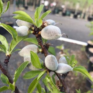 A close-up image of a Prunus 'All-in-One™' Almond Tree branch with small, fuzzy green fruits and fresh green leaves, against a blurred background of plants.