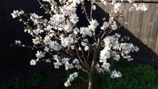 A flowering Prunus 'All-in-One™' Almond Tree 10" Pot with white blossoms in full bloom, planted against a dark wooden fence, with sunlight casting shadows on the leaves.