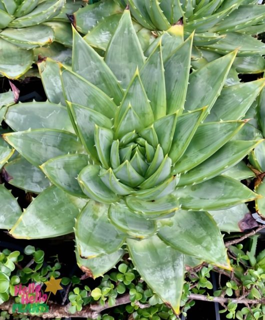 A top view of Aloe 'Spiral Aloe' in an 8" pot shows its pointed leaves forming a striking spiral, surrounded by small green ground cover plants.
