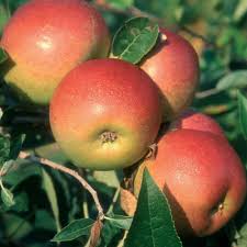 Four ripe red Malus 'Cox's Orange Pippin' apples hanging on a Malus 'Cox's Orange Pippin' tree branch, surrounded by green leaves, in bright sunlight.