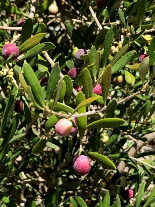 Close-up of ripening olives on an Olea 'Bambalina' Olive 8" Pot, showing green and pinkish-red fruits among vibrant green leaves.