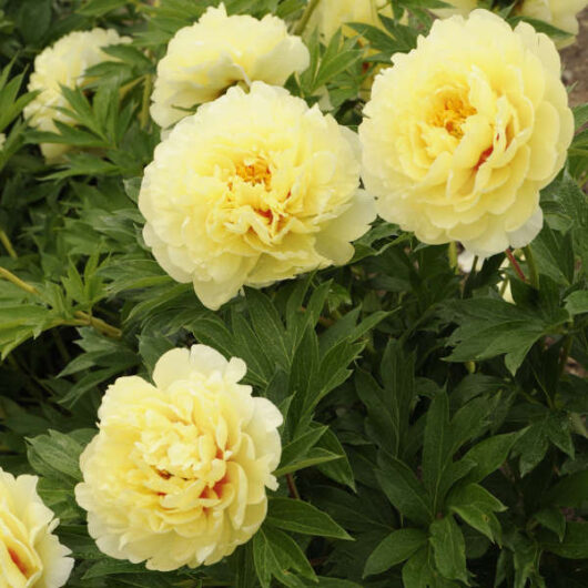 Yellow Paeonia 'Bartzella' Peony Rose in full bloom with green foliage.