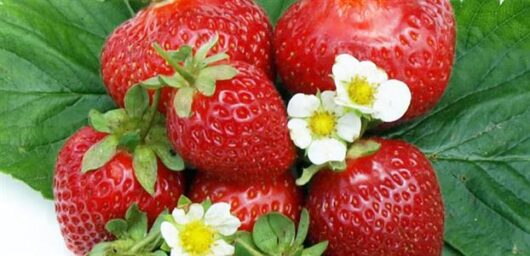 Ripe strawberries from the 'Strawberry Big Sweetie' 4" Pot, with fresh green leaves and small white flowers, displayed on a light background.