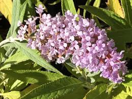 A cluster of small, pale pink flowers from Buddleja 'Pink Delight' 4" Pot blooms amid slender, green leaves under bright sunlight.