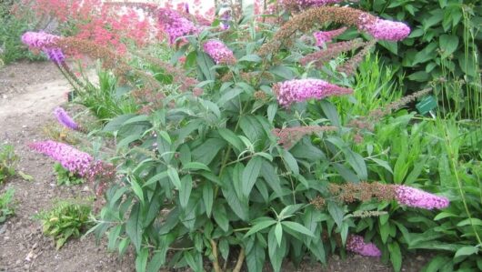 A Buddleja 'Pink Delight' 4" Pot with vibrant pink blooms and lush green leaves in a garden setting.