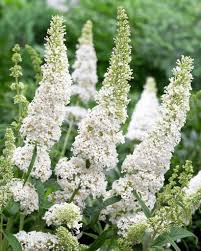 Buddleja 'White Bouquet' 4" Pot flowers blooming in a lush garden, surrounded by green foliage.