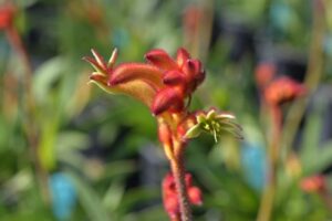 Close-up of Anigozathos 'Bush Flare™' Kangaroo Paw 6" Pot, with a soft-focus background of green foliage.