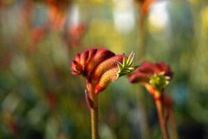 A close-up of a red and green budding Anigozanthos 'Bush Surprise™' Kangaroo Paw 6" Pot flower against a blurred background of other flowers in soft light.